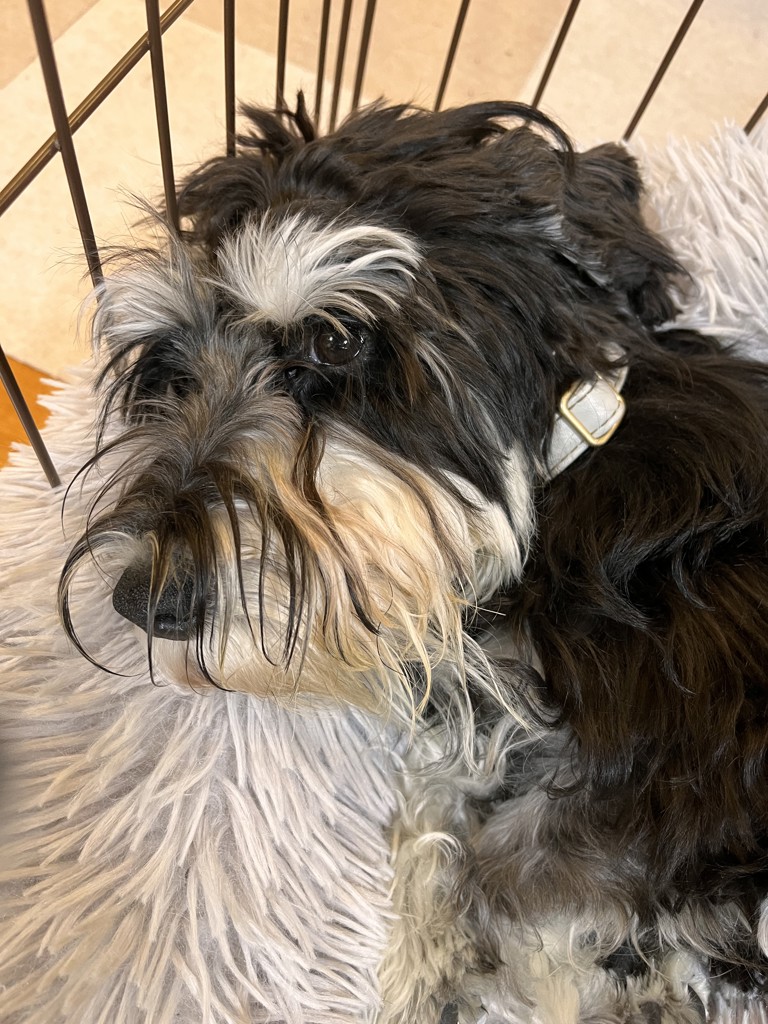 Roko