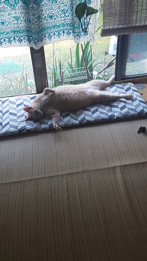 ネコママ