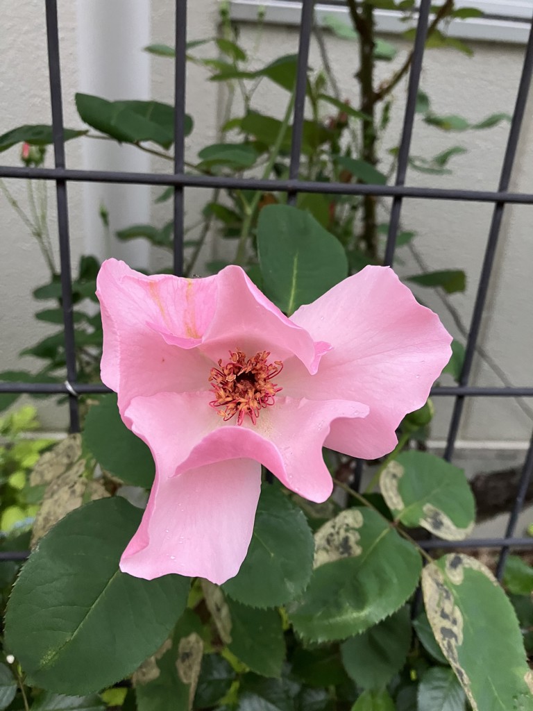 ポンチ