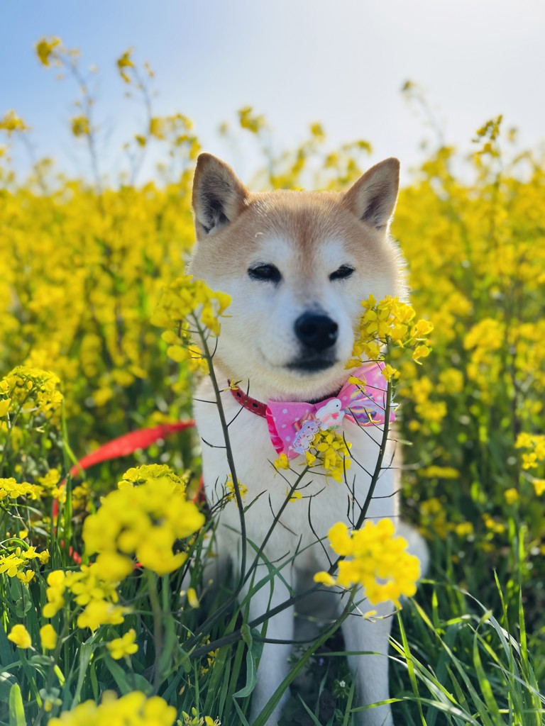 いばこむ
