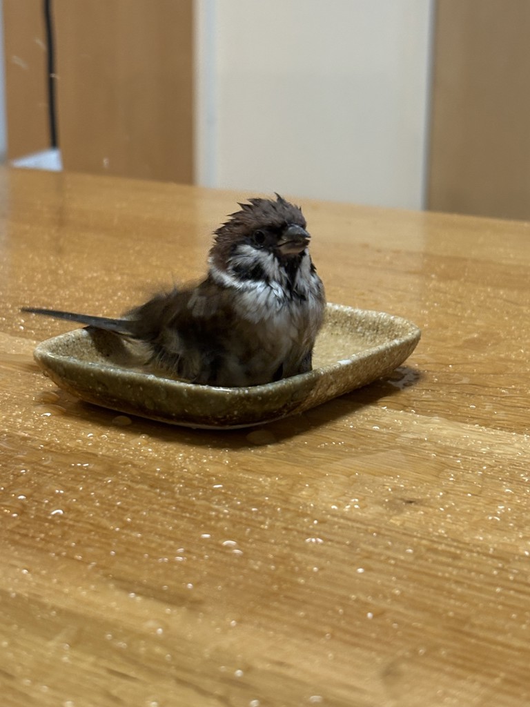 ちゅん