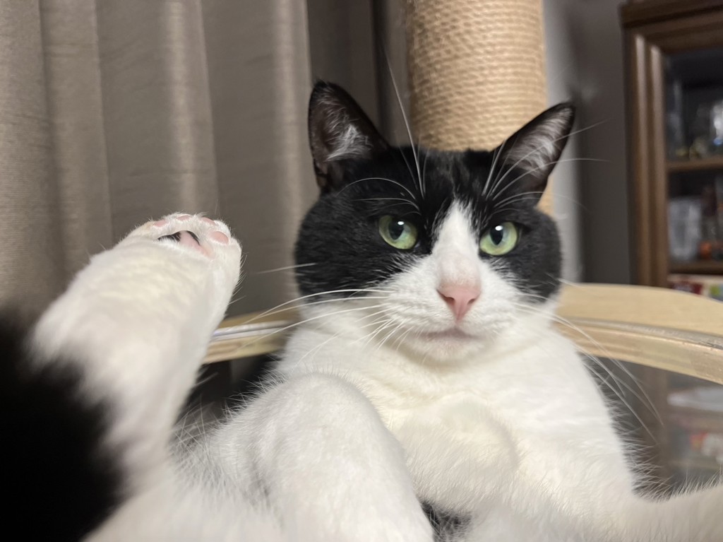 モモ