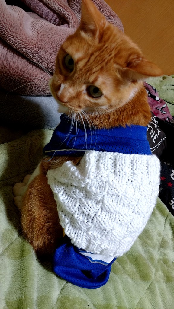 アポロ