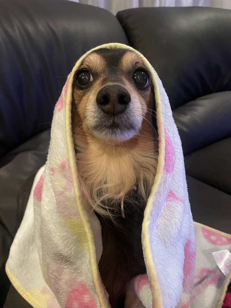ノエル