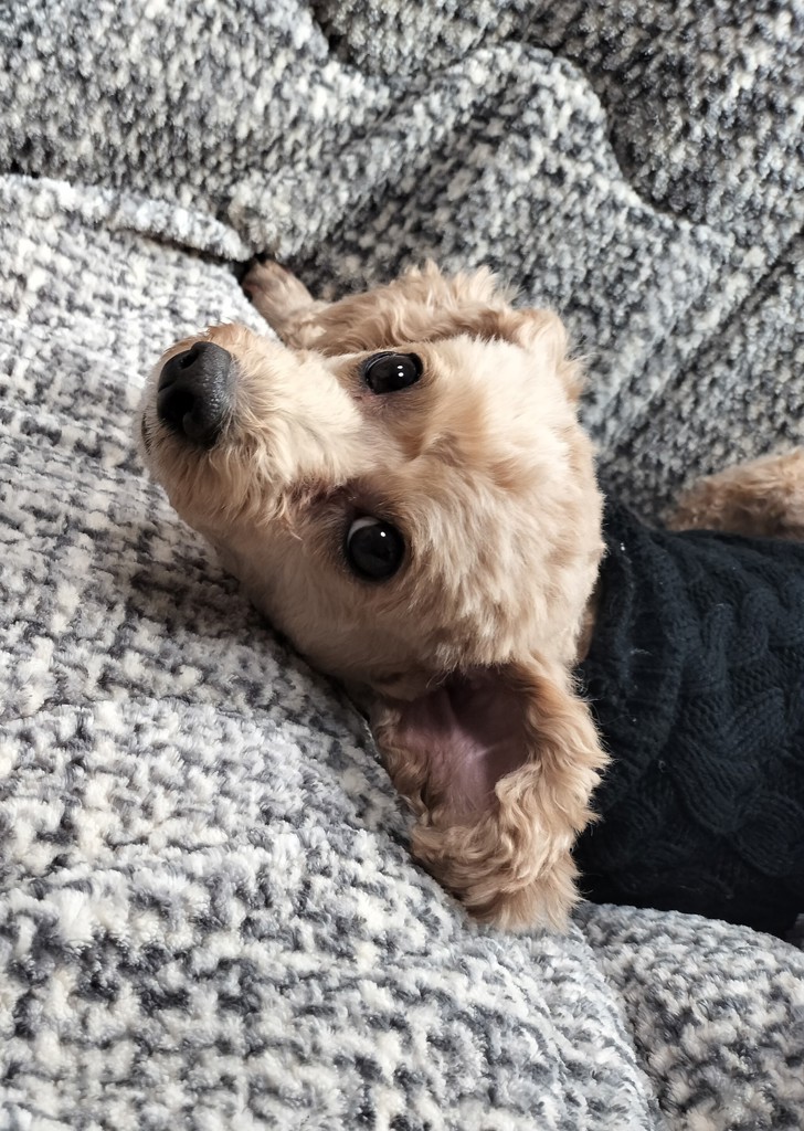 小麦