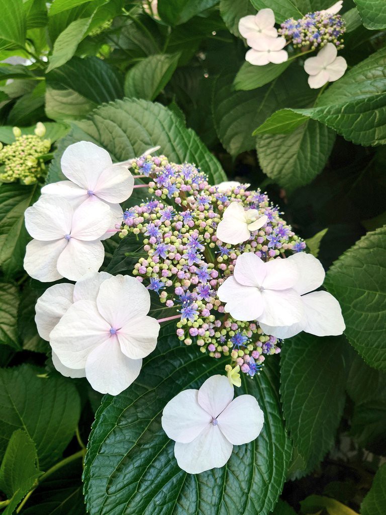 D.i.a ホワイトファー ベアトップ 楽天市場】柔らかい雰囲気☆冬のミルキーホワイトフォックス