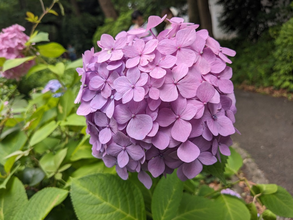 あわてんぼうママ