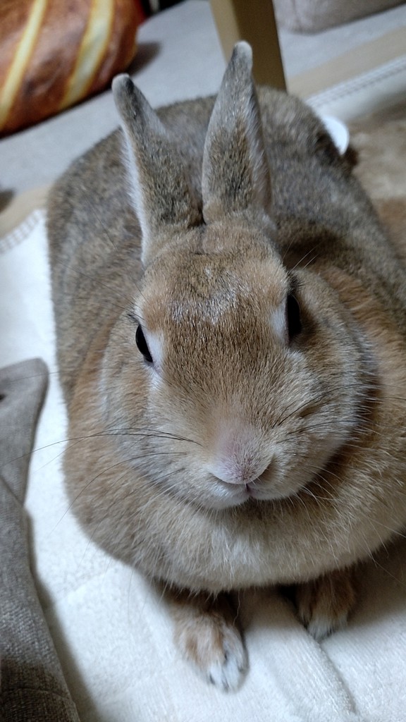 ちゃーちゃん