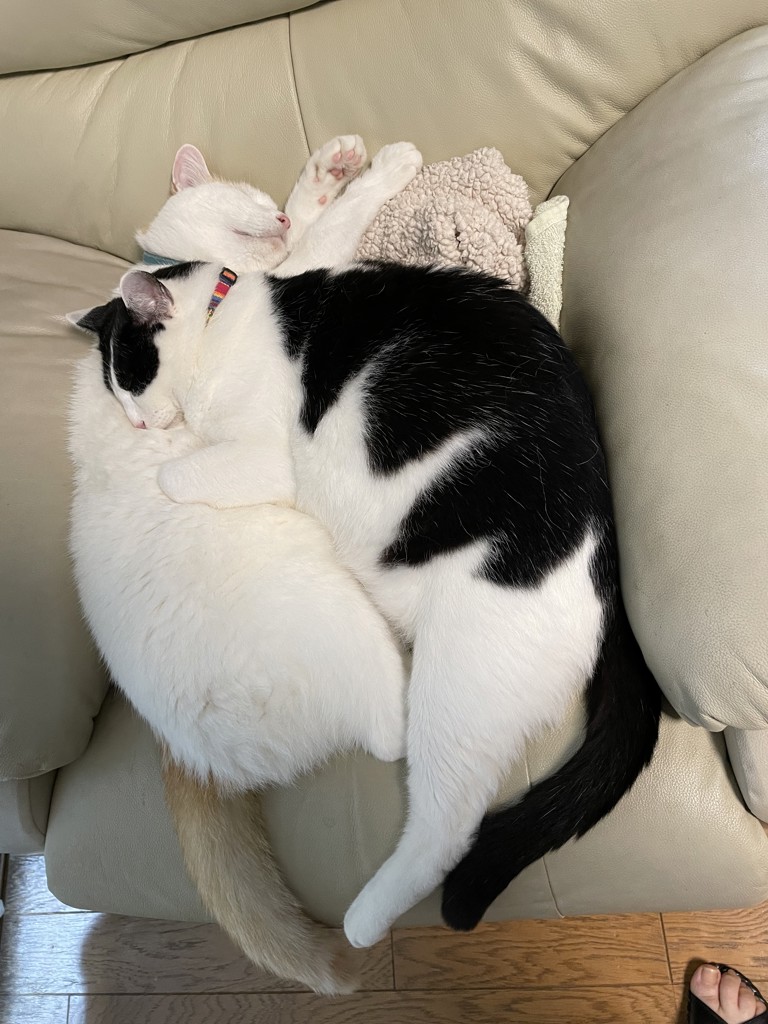 カモミール