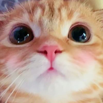 よっくん