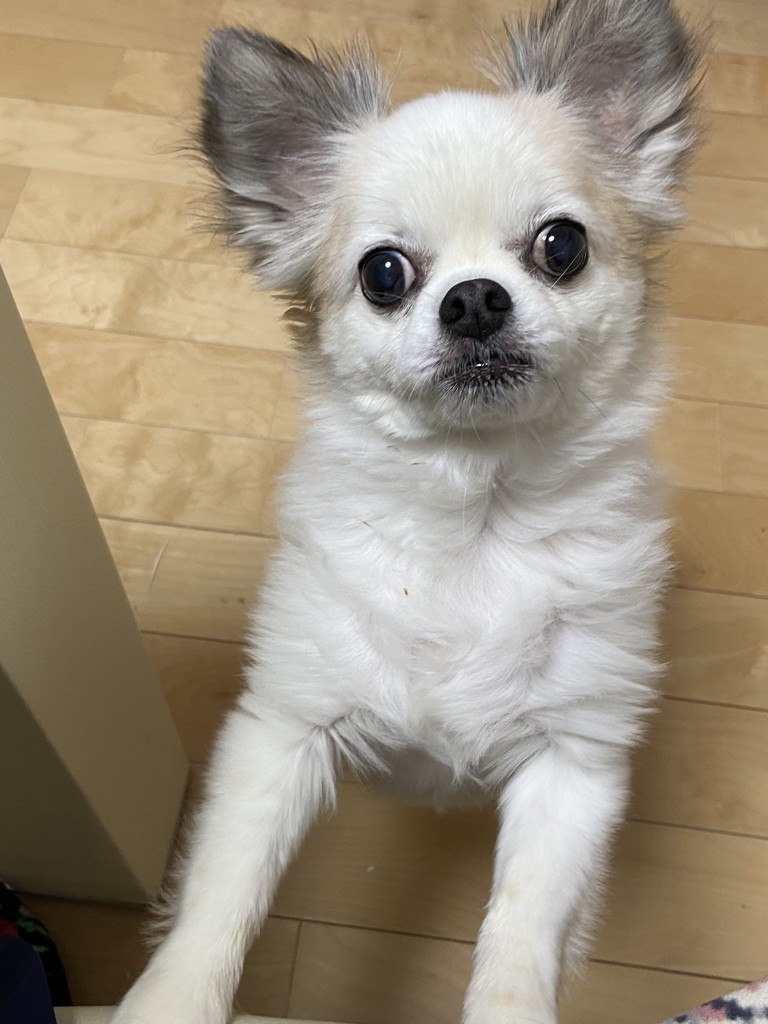 ラブリーココ