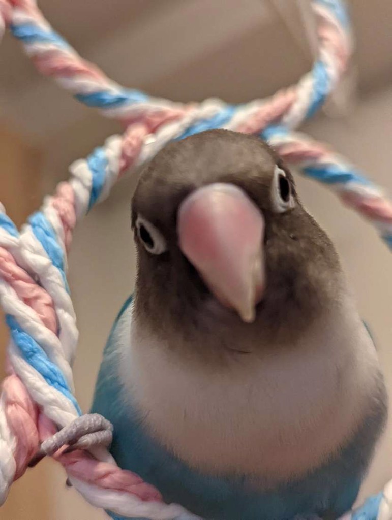 マテちゃん