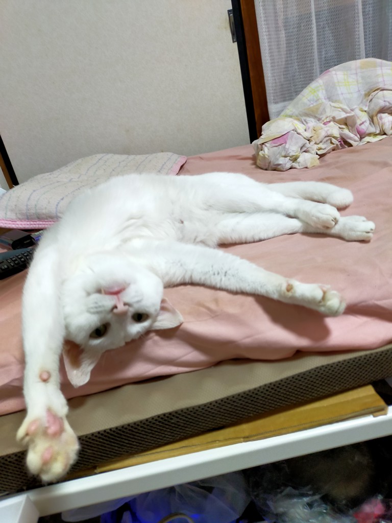 もちニャン