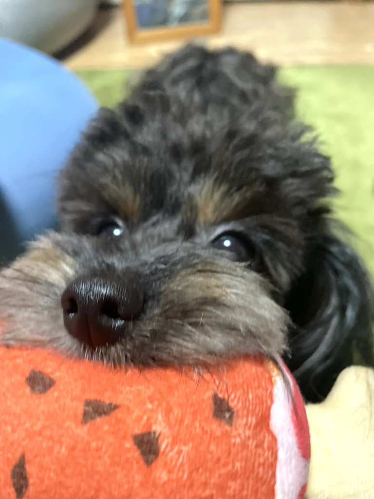 miya