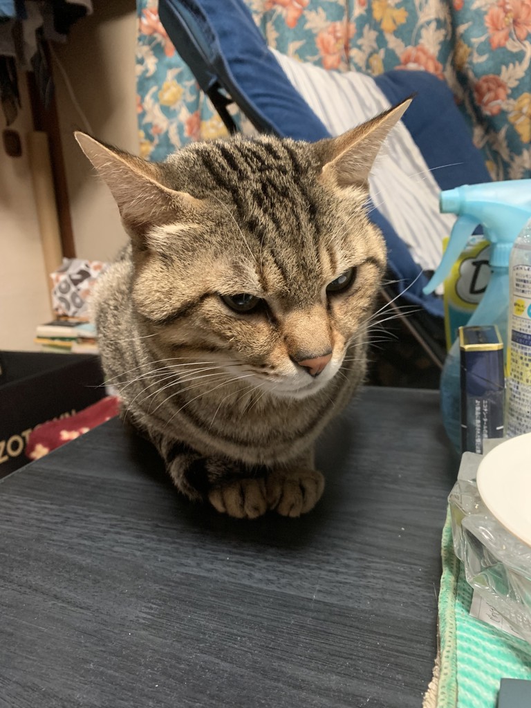 こんた