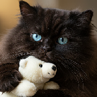 ユーザーアイコン