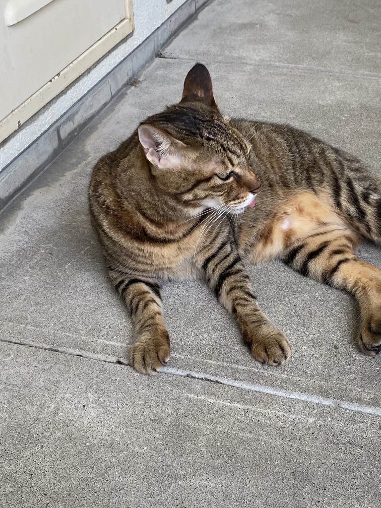 やっちん