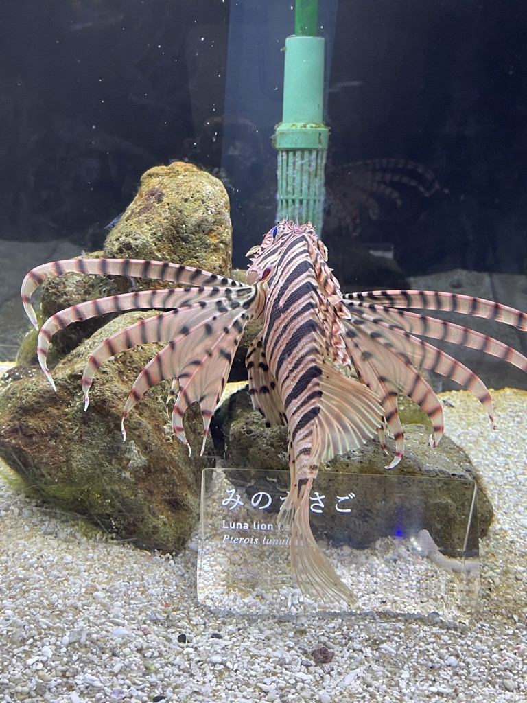 さーや