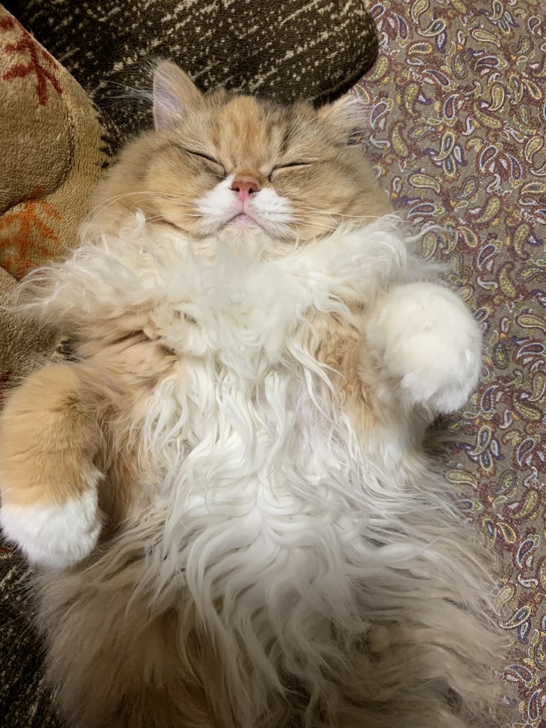 ミミタロ