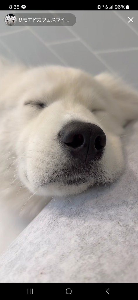 アトムまま