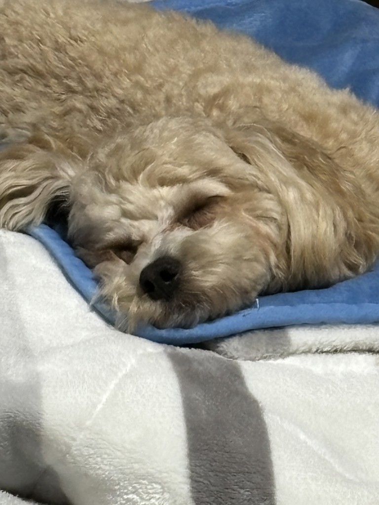 くうちゃん
