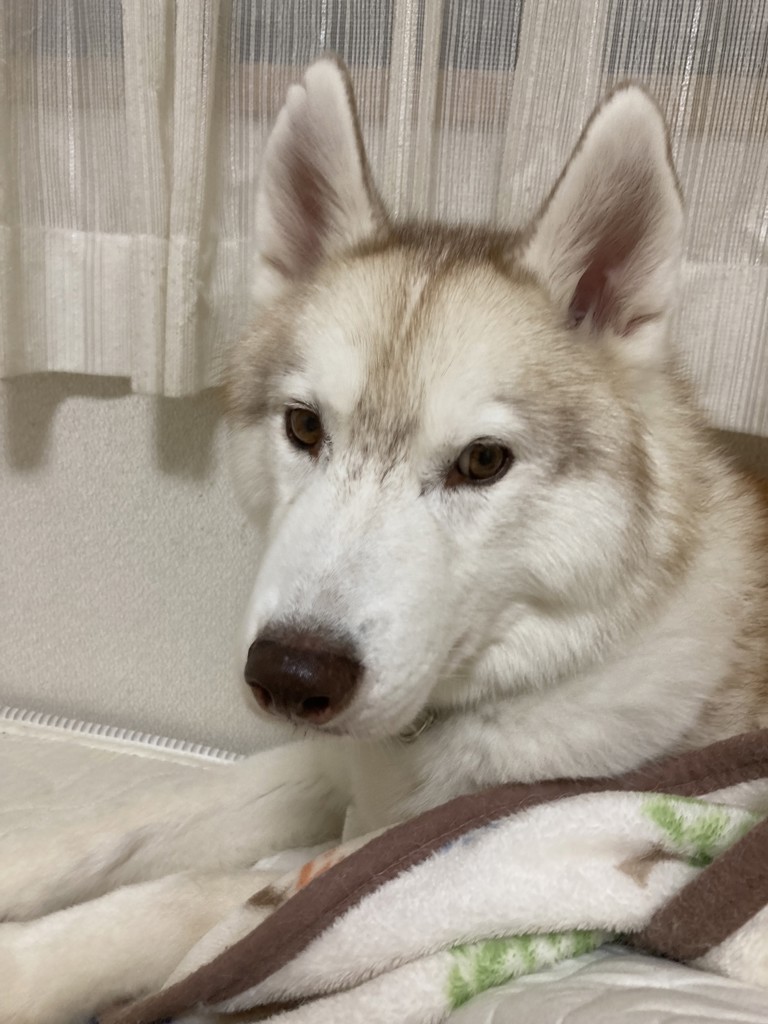 るーま