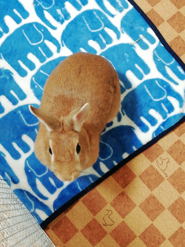 北うさぎ