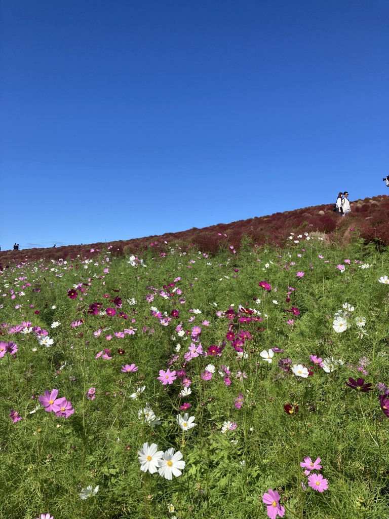 ユノハゴヒロミ