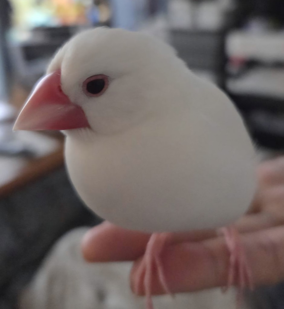 2026 鯉のぼり ハンカチM