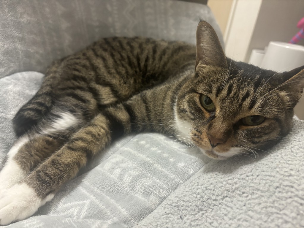 ヒサ