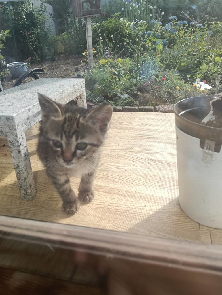 キリマンジャロ