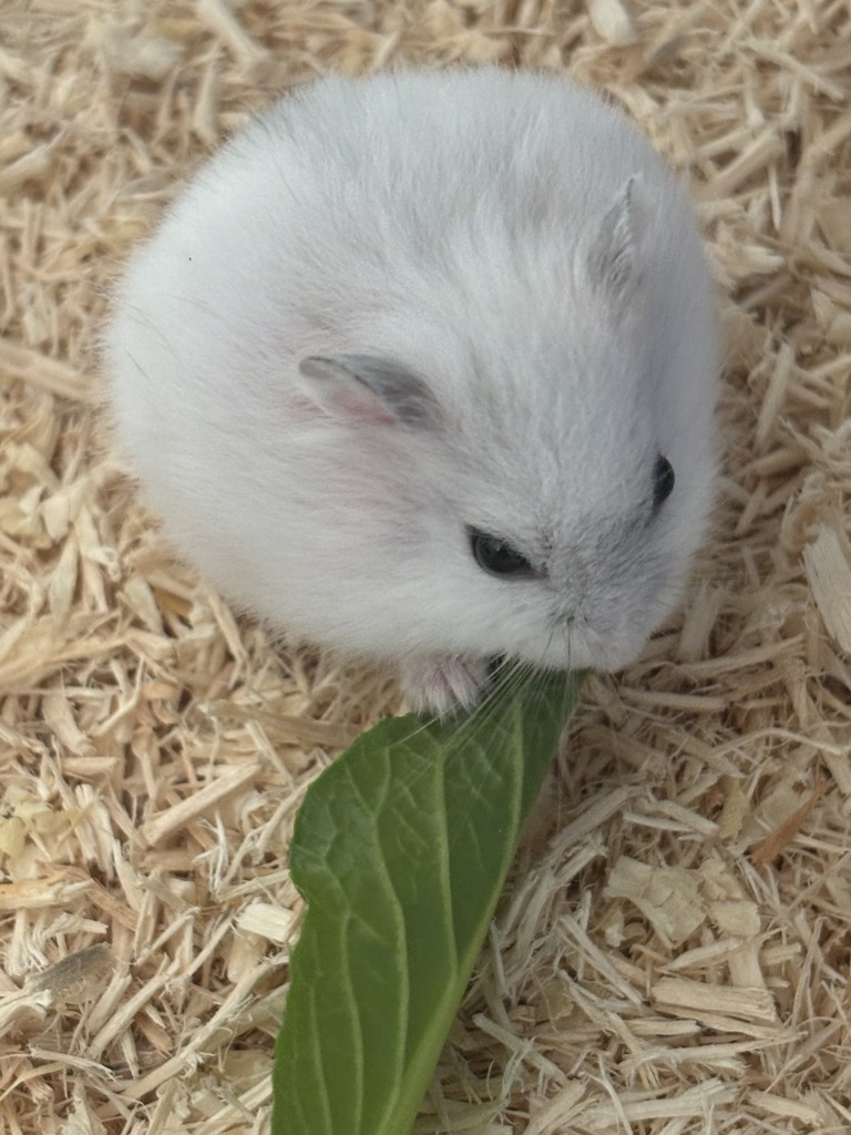 小まっちゃ