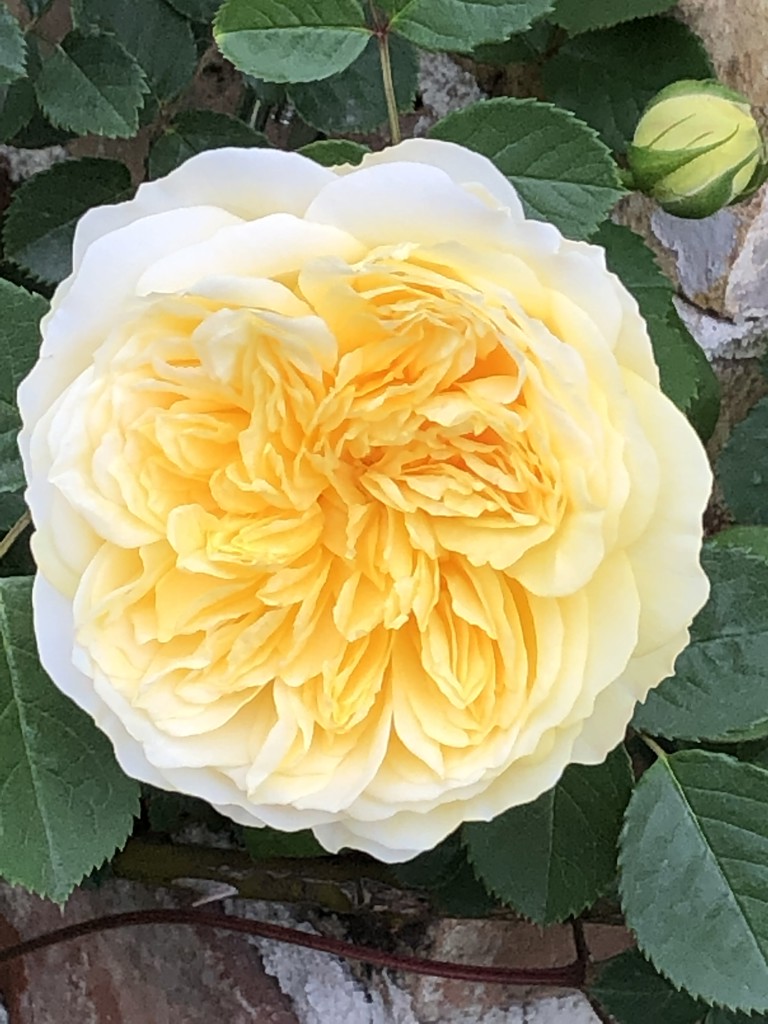 ユーザーアイコン