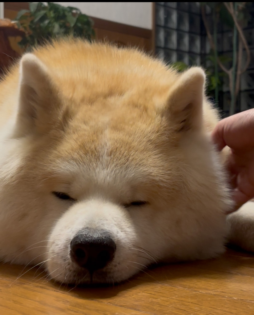 サファイアシフォン