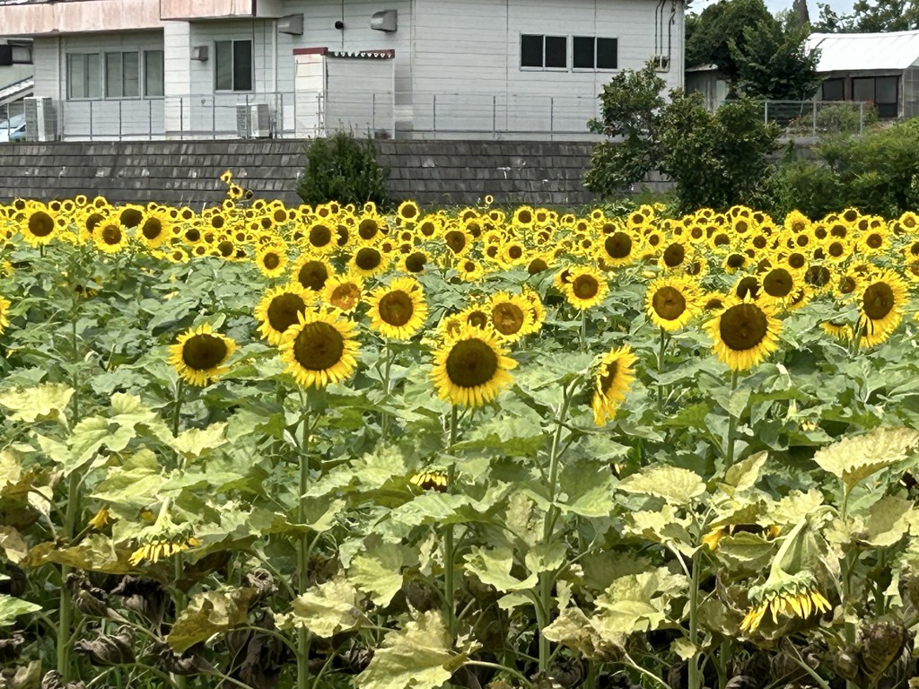 カイリュウ