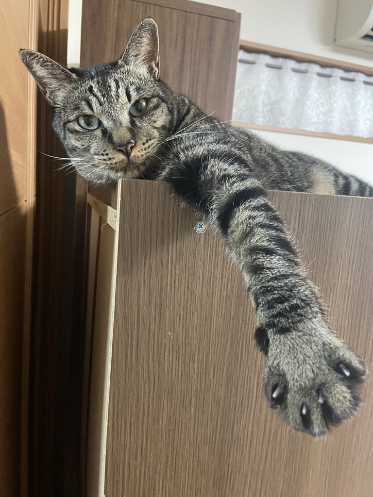 まろろん