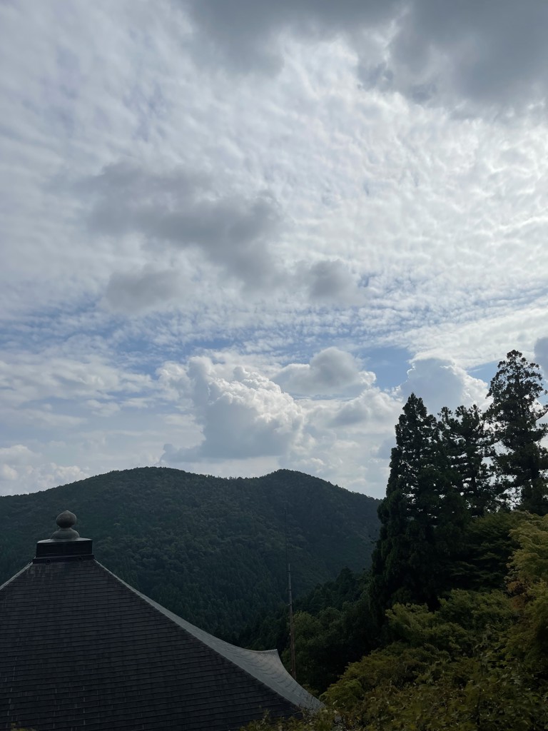 まこ