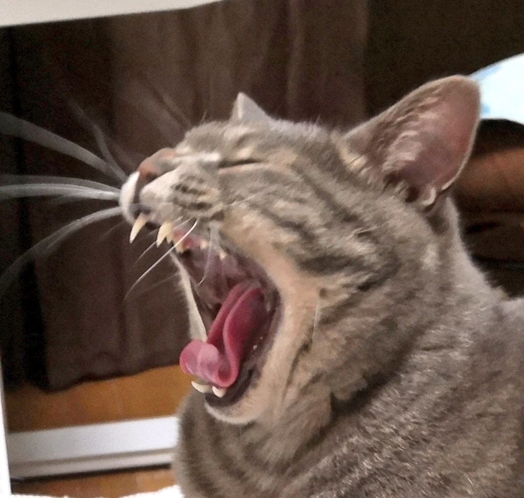 ユーザーアイコン