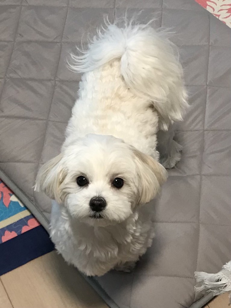 ユーザーアイコン