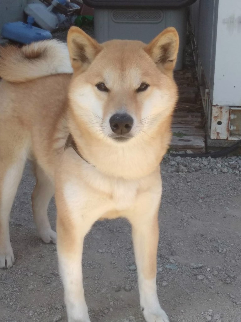 白い雪灯篭