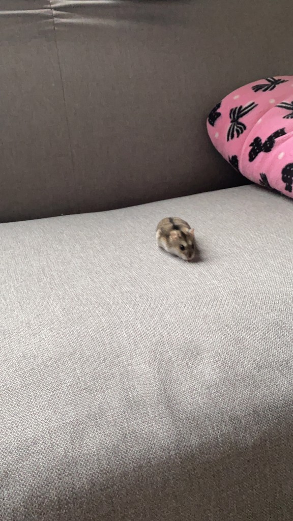 ハムハムこはく