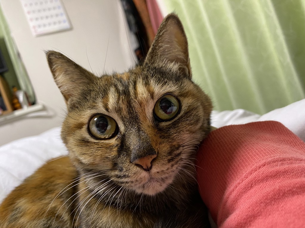 はにゃん