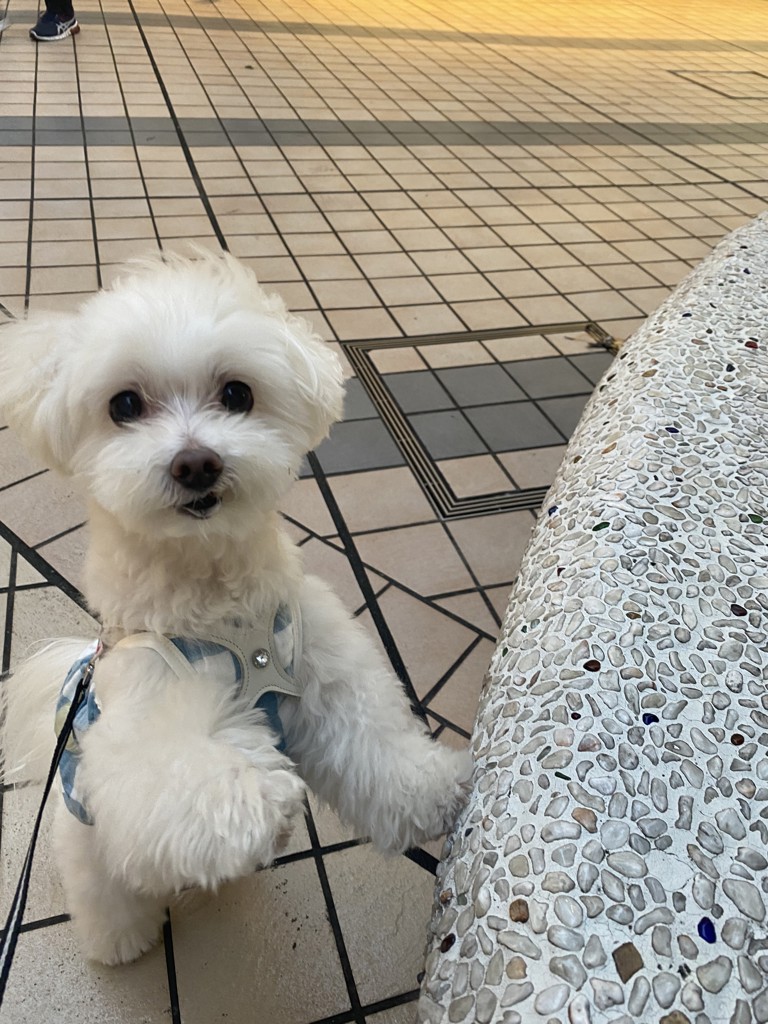 専用出品　フェイラー　マルチーズ巾着 専用出品 フェイラー マルチーズ巾着 新品】フェイラー FEILER