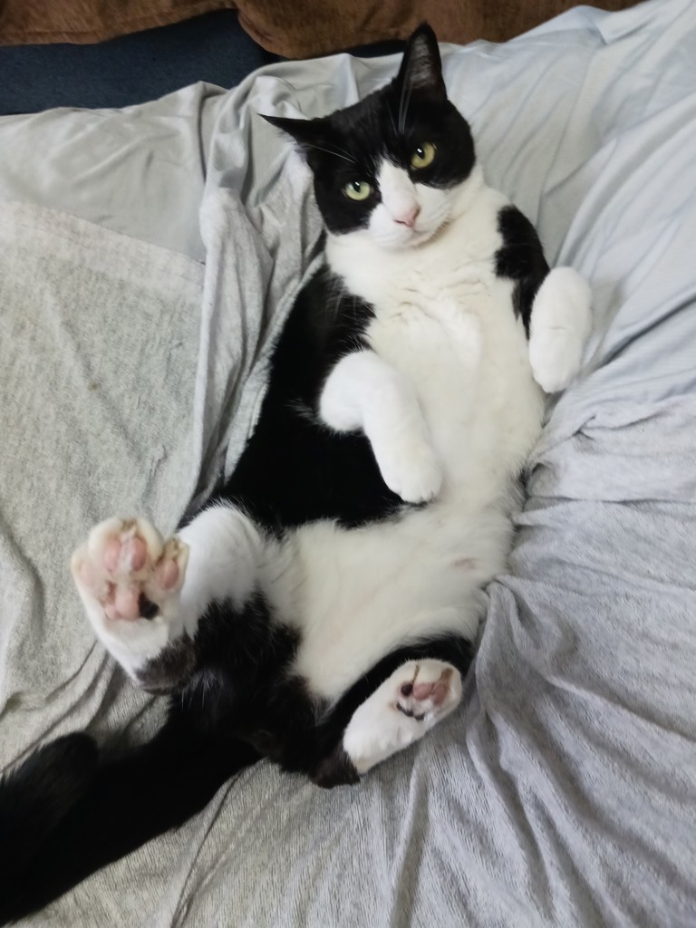 ニャーゴ