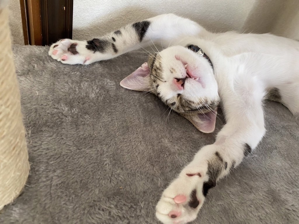 みくさん。