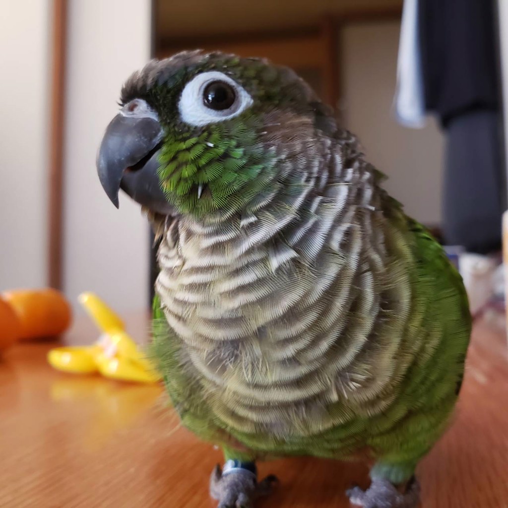 カルラ