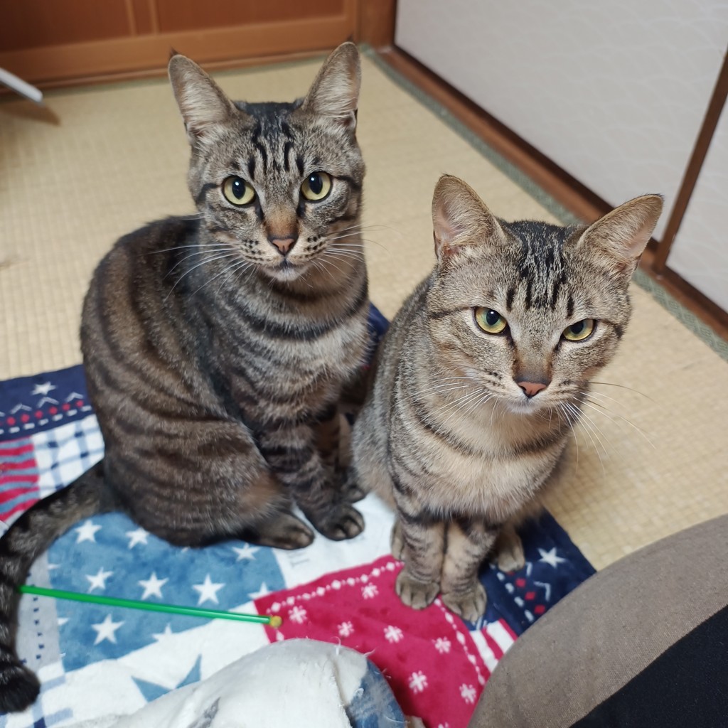 はま