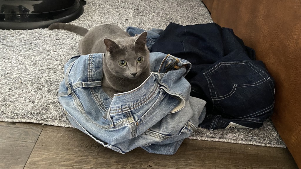 またたび