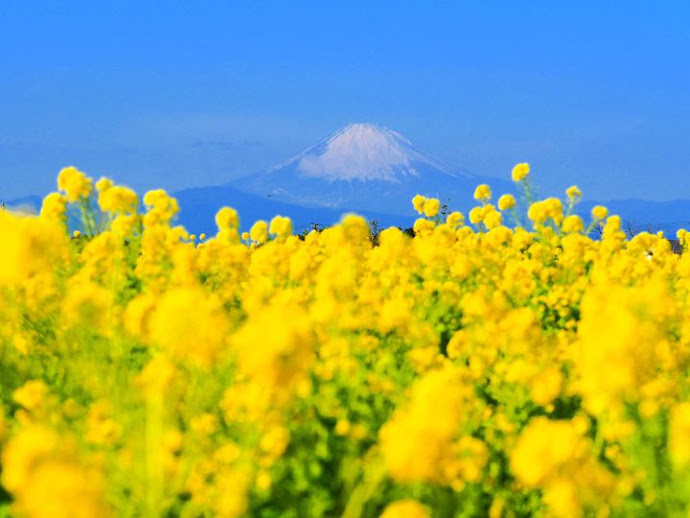 ぺんぺん草
