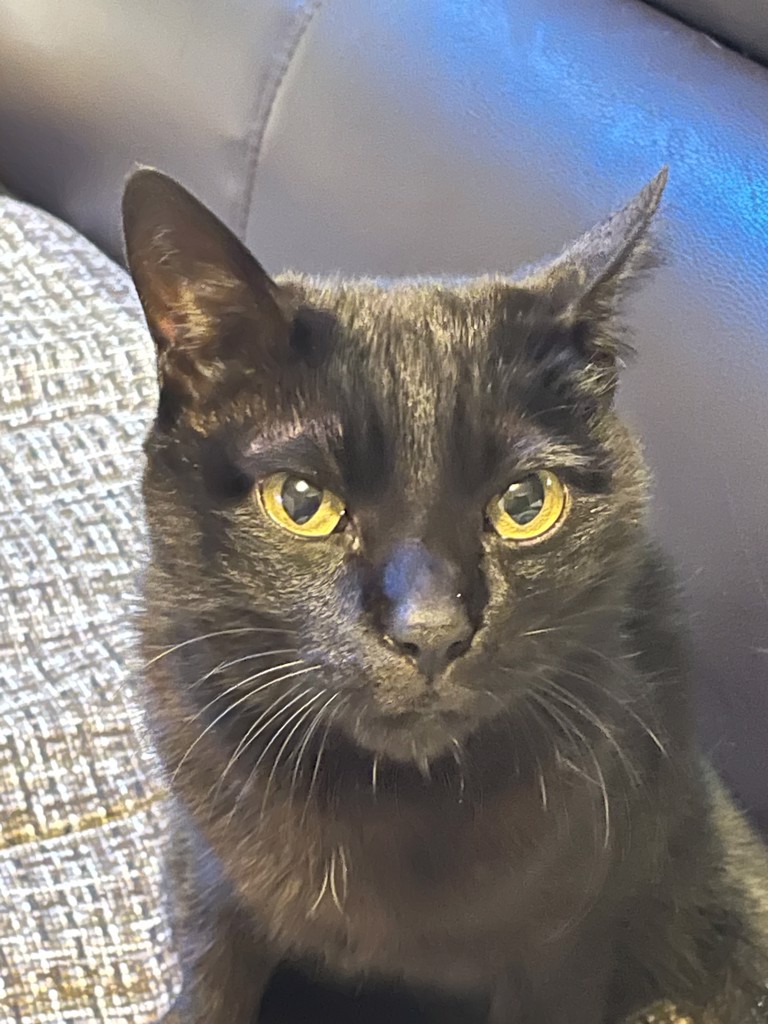 黒猫ジジ